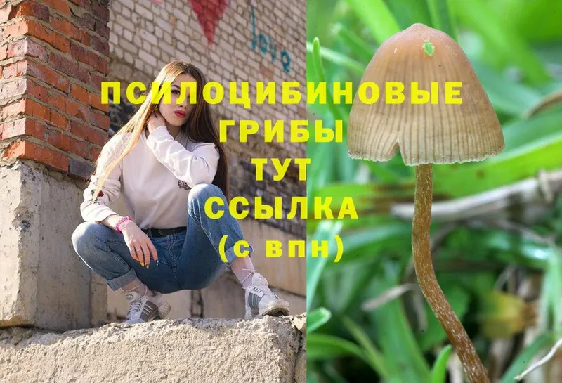 Псилоцибиновые грибы Magic Shrooms  закладка  Котовск 